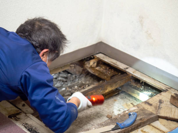 Best Affordable Mold Removal  in Mcminnville, OR