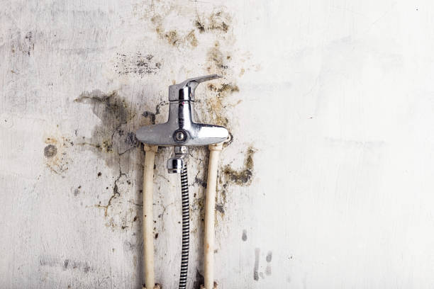 Best Toxic Mold Removal  in Mcminnville, OR