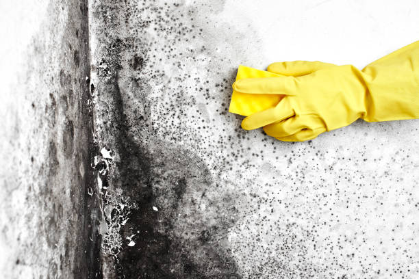 Best Toxic Mold Removal  in Mcminnville, OR