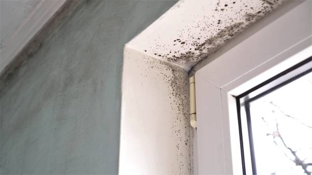 Best Fast Mold Removal  in Mcminnville, OR