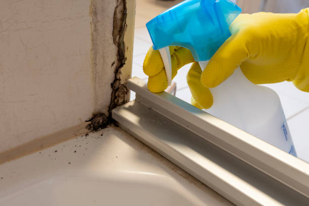 Best Certified Mold Removal  in Mcminnville, OR