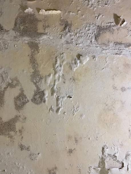 Crawl Space Mold Removal in Mcminnville, OR