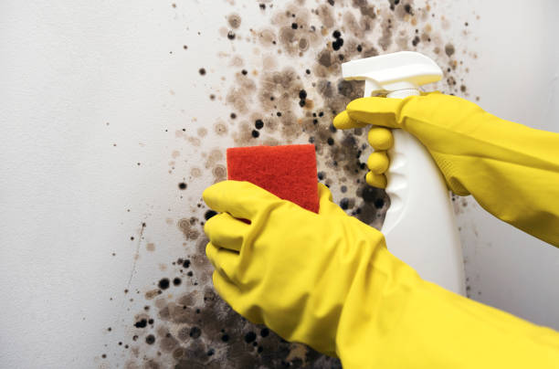 Best Fast Mold Removal  in Mcminnville, OR