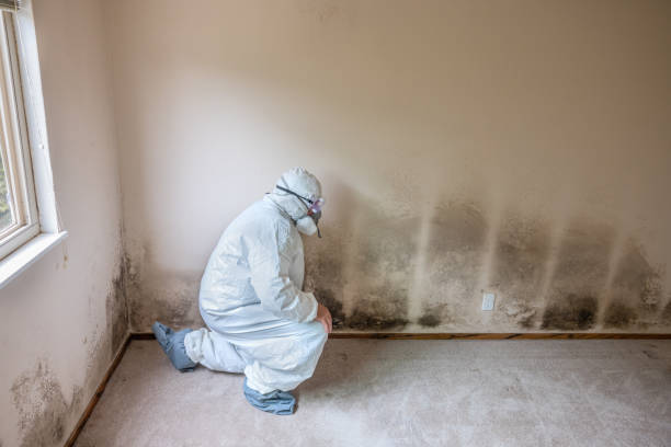 Mold Removal Process in Mcminnville, OR